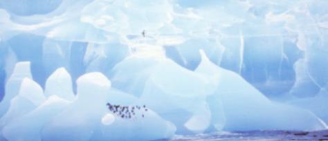 Pinguine